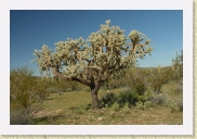 DSC_4380 Cholla * 700 x 467 * (283KB)